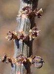 Euphorbia cryptospinosa Marsabit severne 16km GPS173 Kenya 2014_0585.jpg